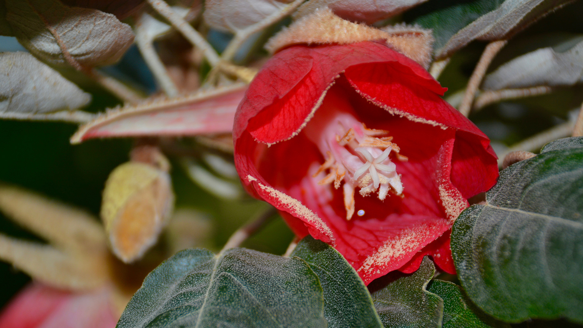 Flower of Mauritian red bull tree