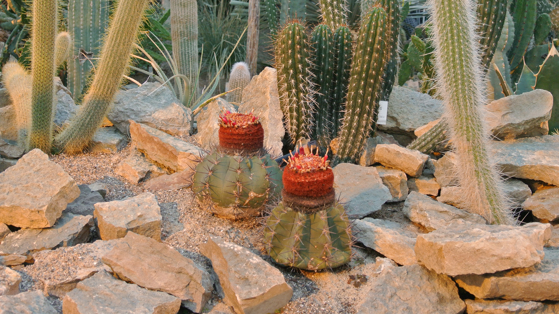 Melonkaktus i Ørkenhuset i Væksthusene i Aarhus