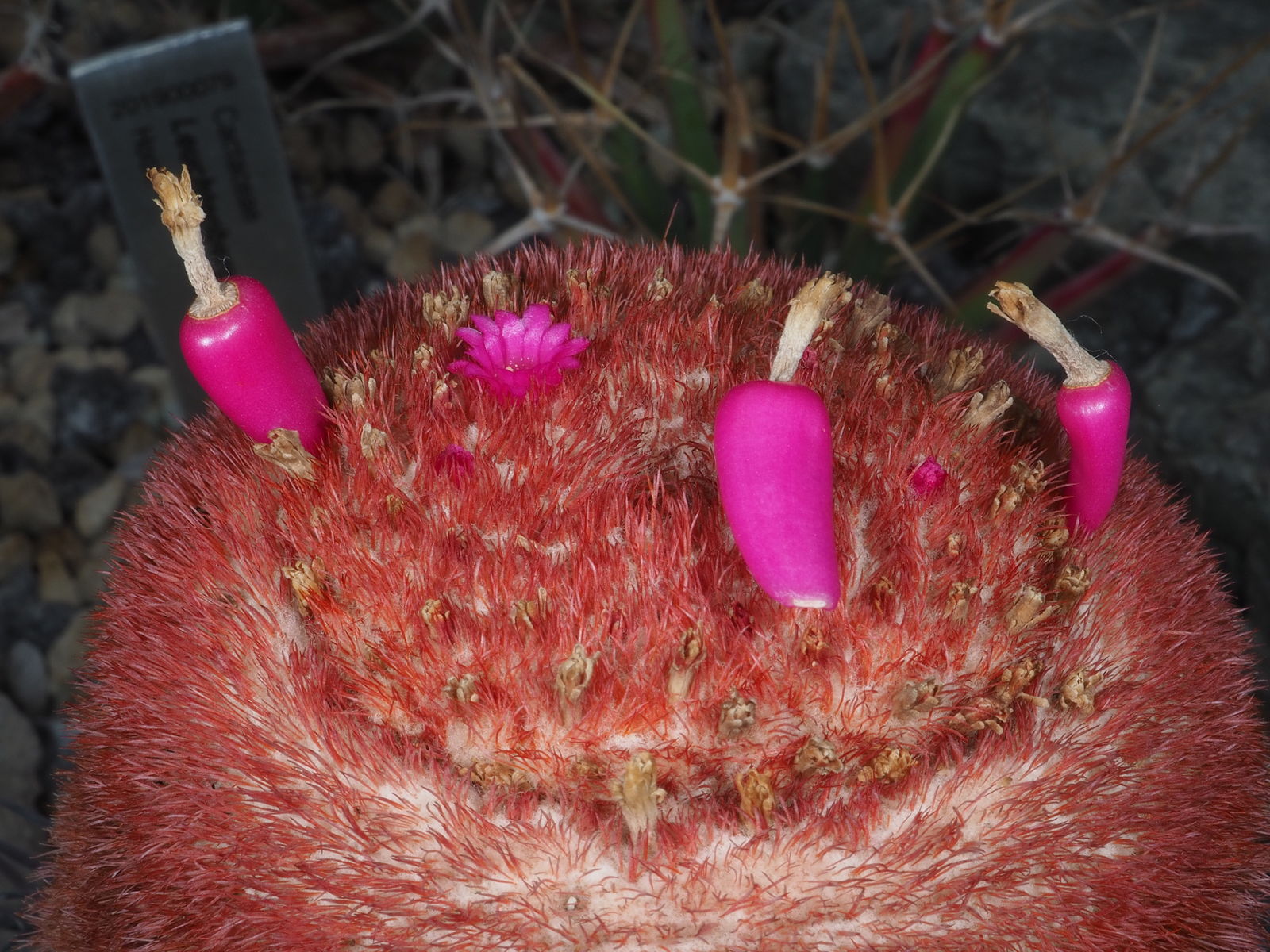 Melonkaktus røde "hat" med blomst og frugte