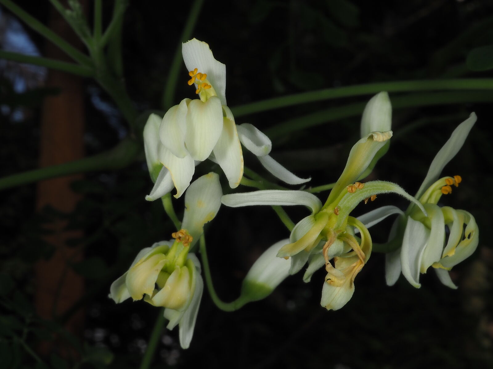 Moringa med hvide velduftende blomster i væksthusenes tropehus