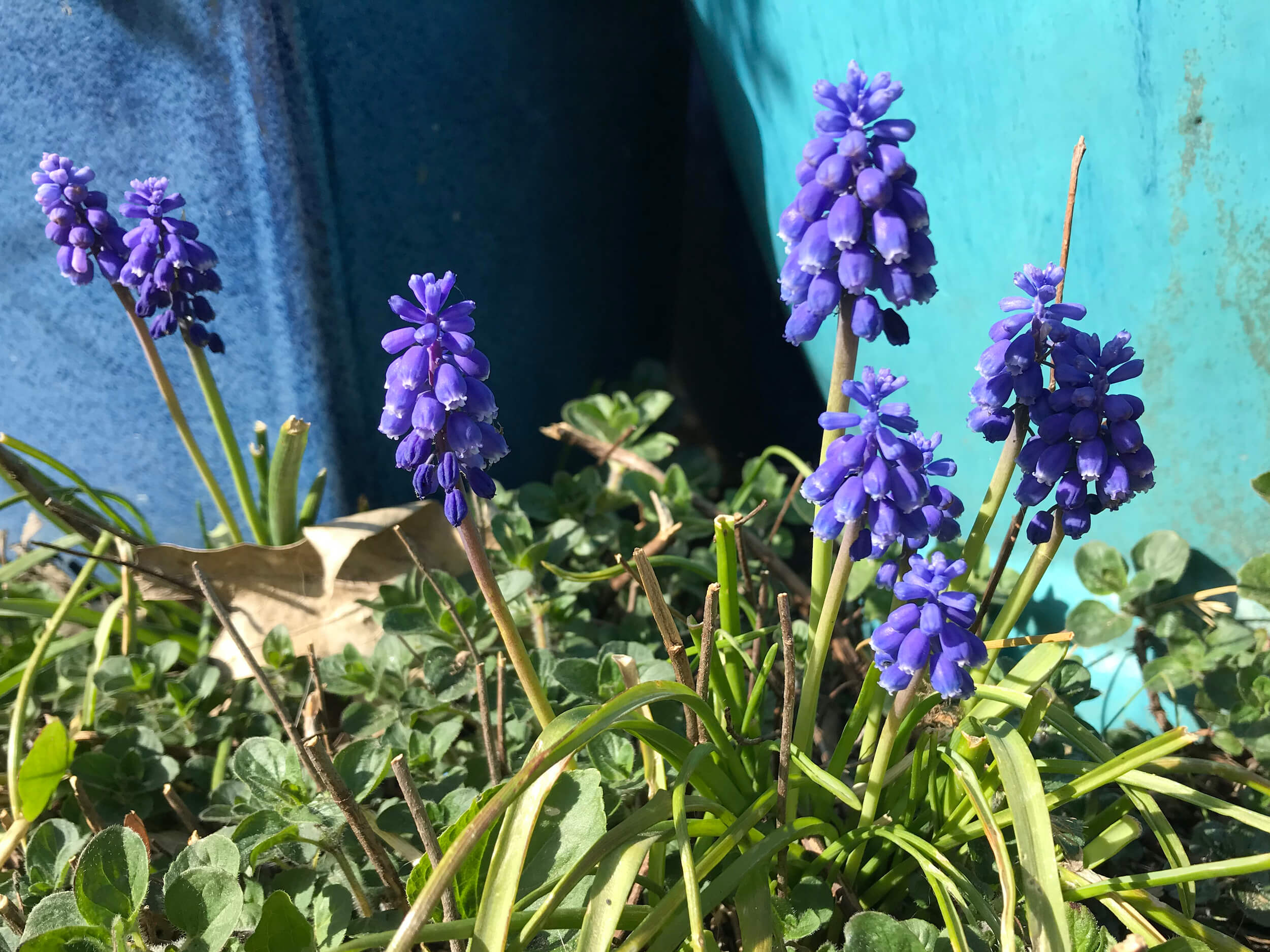 Grape hyacinth (Muscari botryoides)