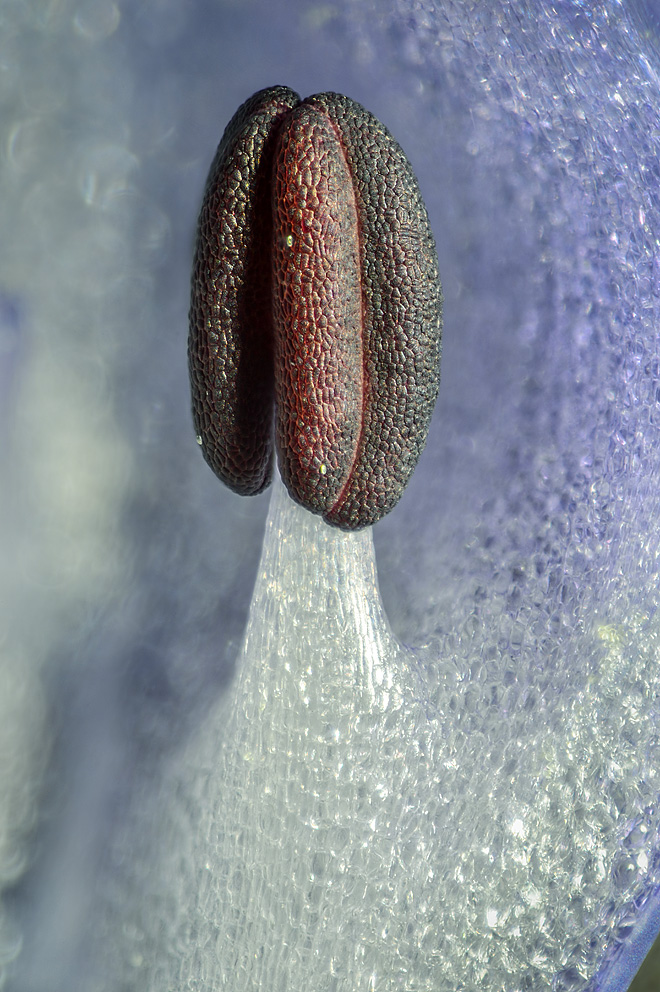 Grape hyacinth (Muscari botryoides). Ultra-close-up of an unopened anther from the inside of the flower. 