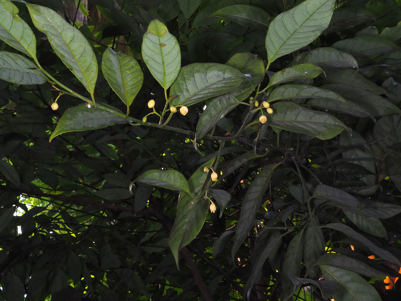 Nutmeg has small, creamy-yellow flowers with a pleasant, lightly spicy fragrance. The flowers occur singly or in small clusters in the leaf axils.