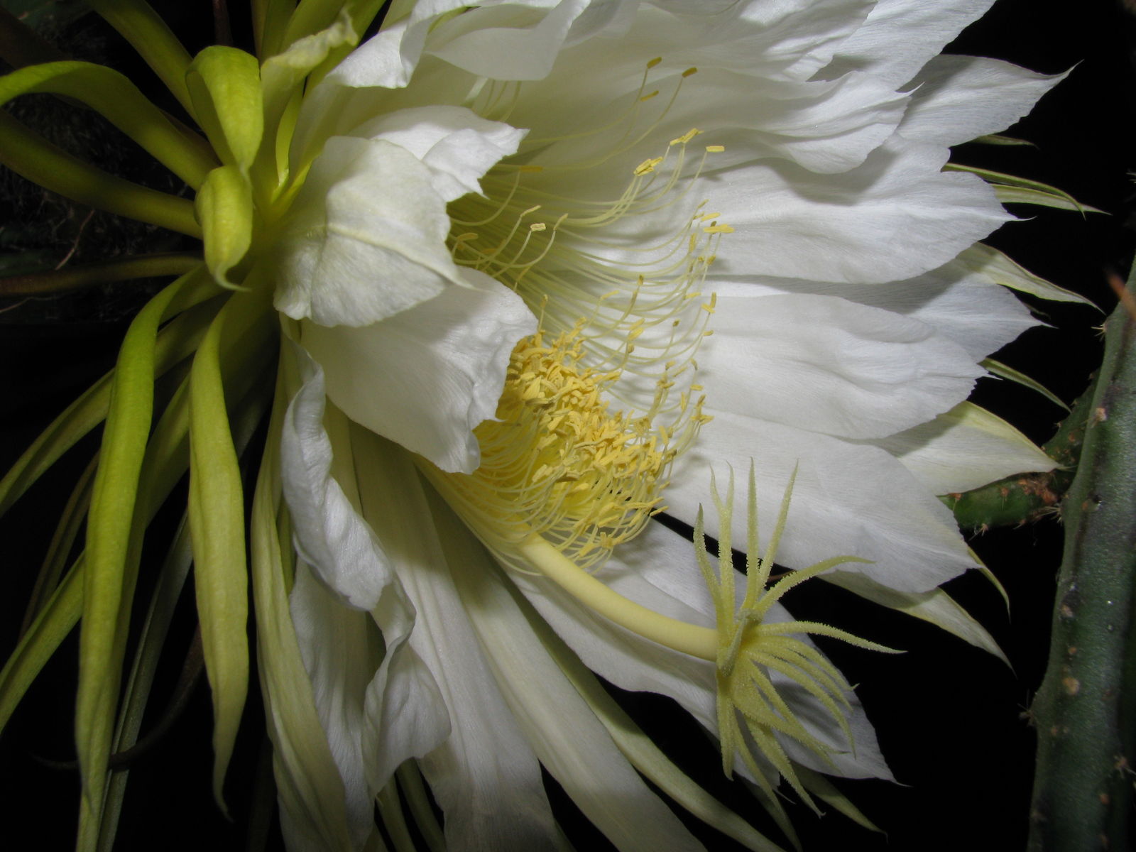 Nattens dronning i fuld flor. Læg mærke til de mange hvide blosterblade der omkrandser de gule støblade og griflen med det stjerneformede støvfang