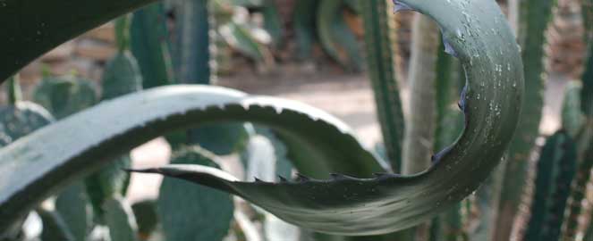 Billede af agaven i Ørkenhuset. Billedet kan frit bruges til redaktionel omtale af Væksthusene. Kredit: Science Museerne