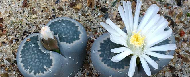 Billede af levende sten med blomster. Kan frit bruges til redaktionel omtale af Væksth