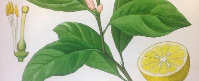 Citronen er en af de botaniske illustrationer, man finder i udstillingen