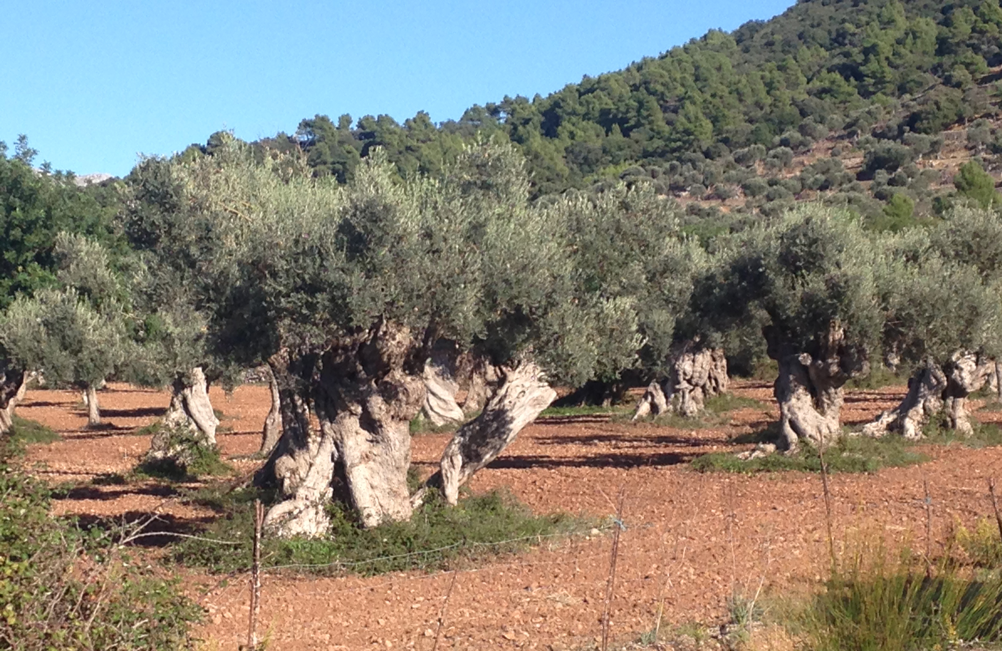 Gamle olivertræer på Mallorca