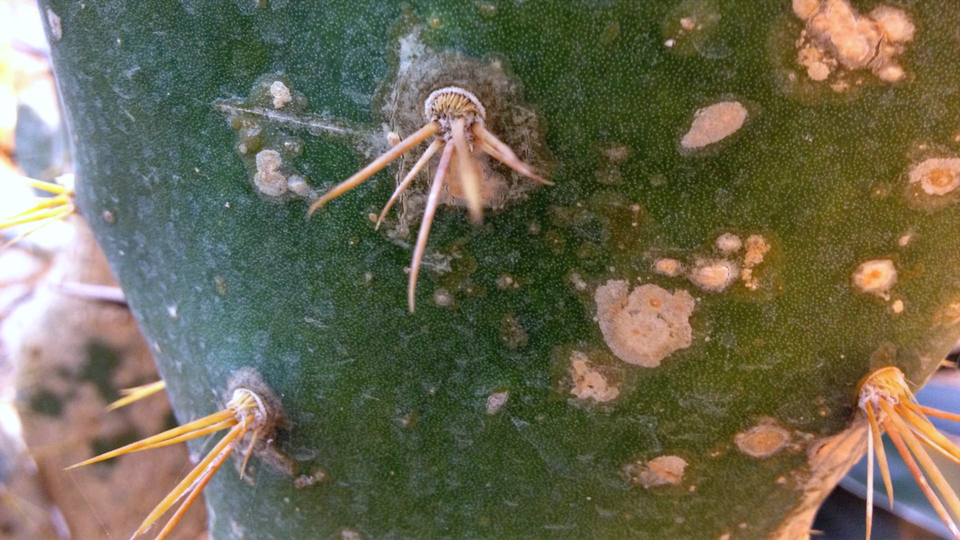 Torne på opret figenkaktus