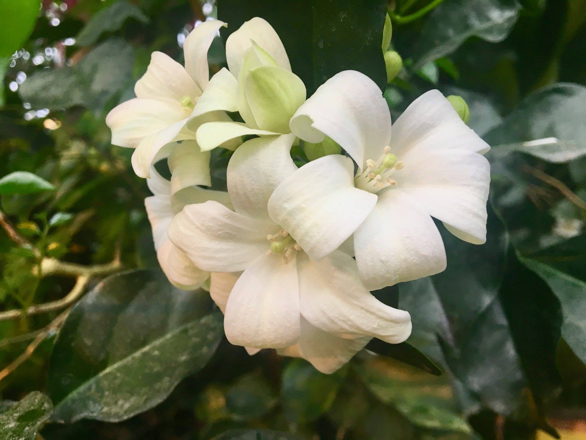 Close-up of the small, fragrant flowers that inspired the common name "orange jasmine".
