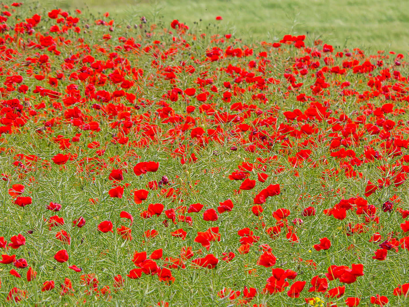 Korn-valmue (Papver rhoeas).