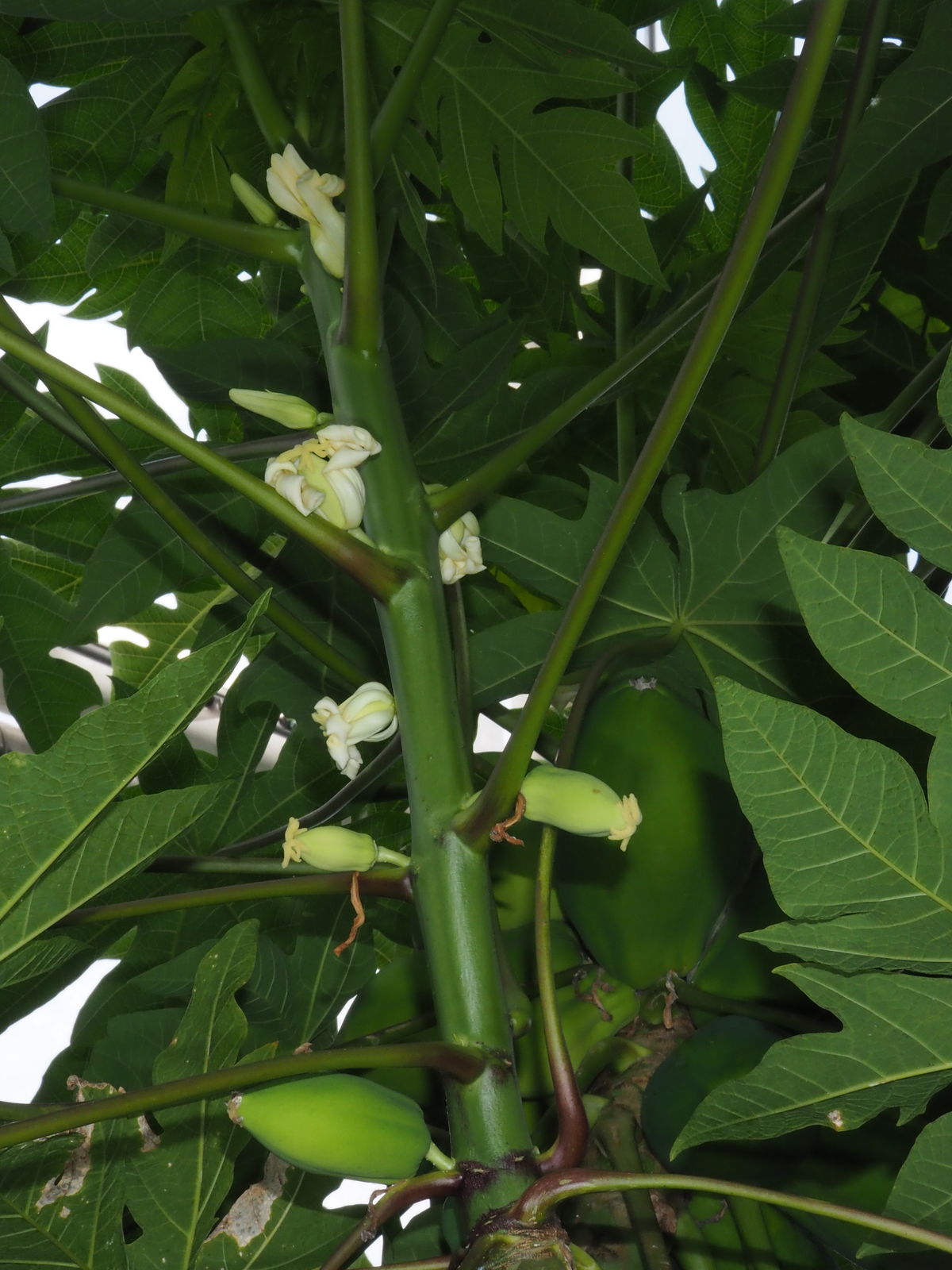 The papaya plant produces its flowers and fruits directly on the stem.