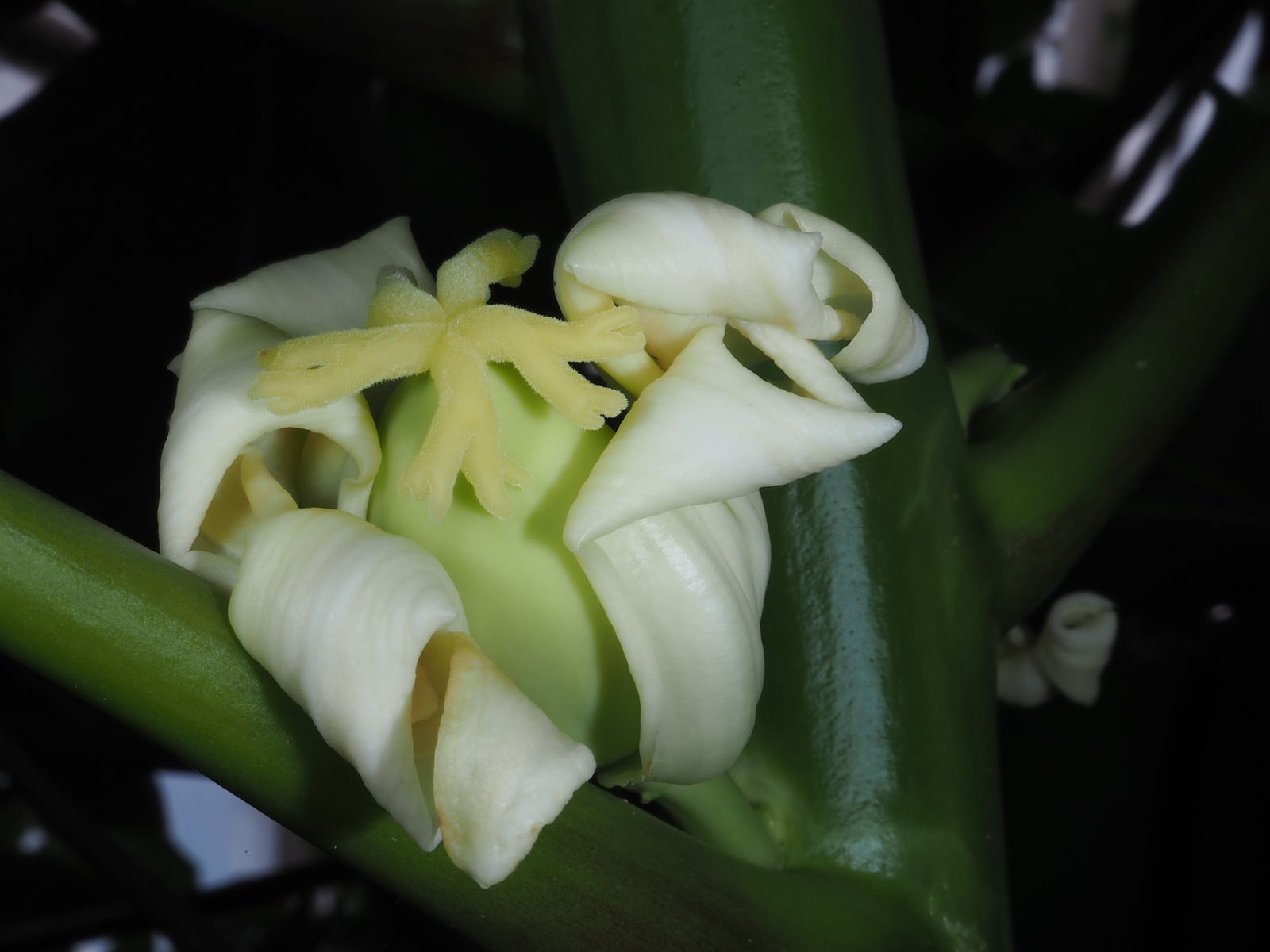 Female papaya flower with stigma.