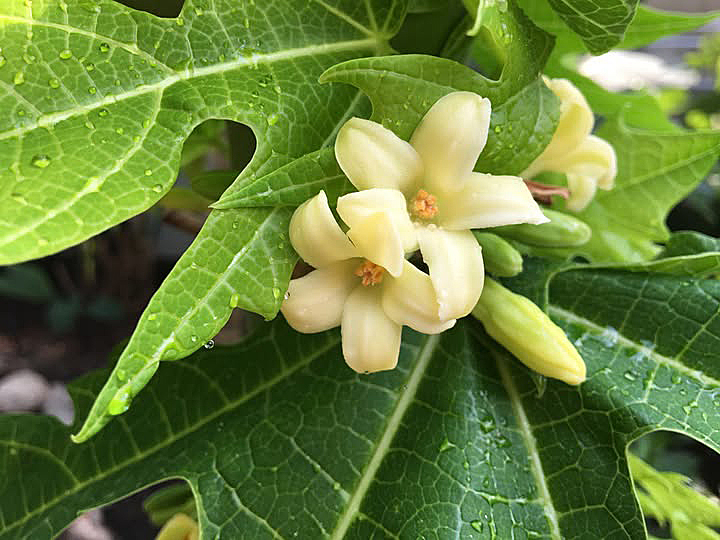 Male flower with stamens.