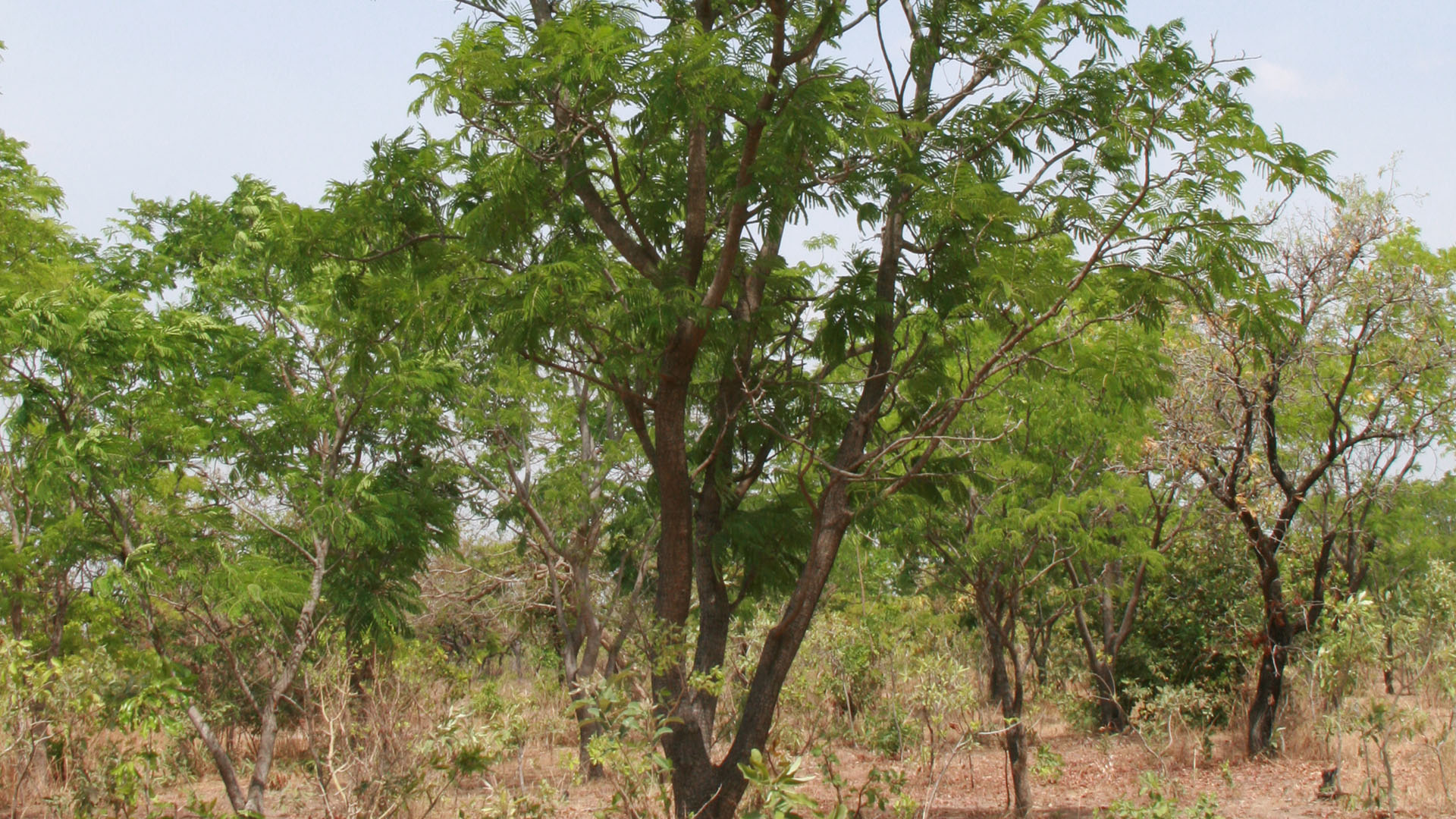 African locust bean tree