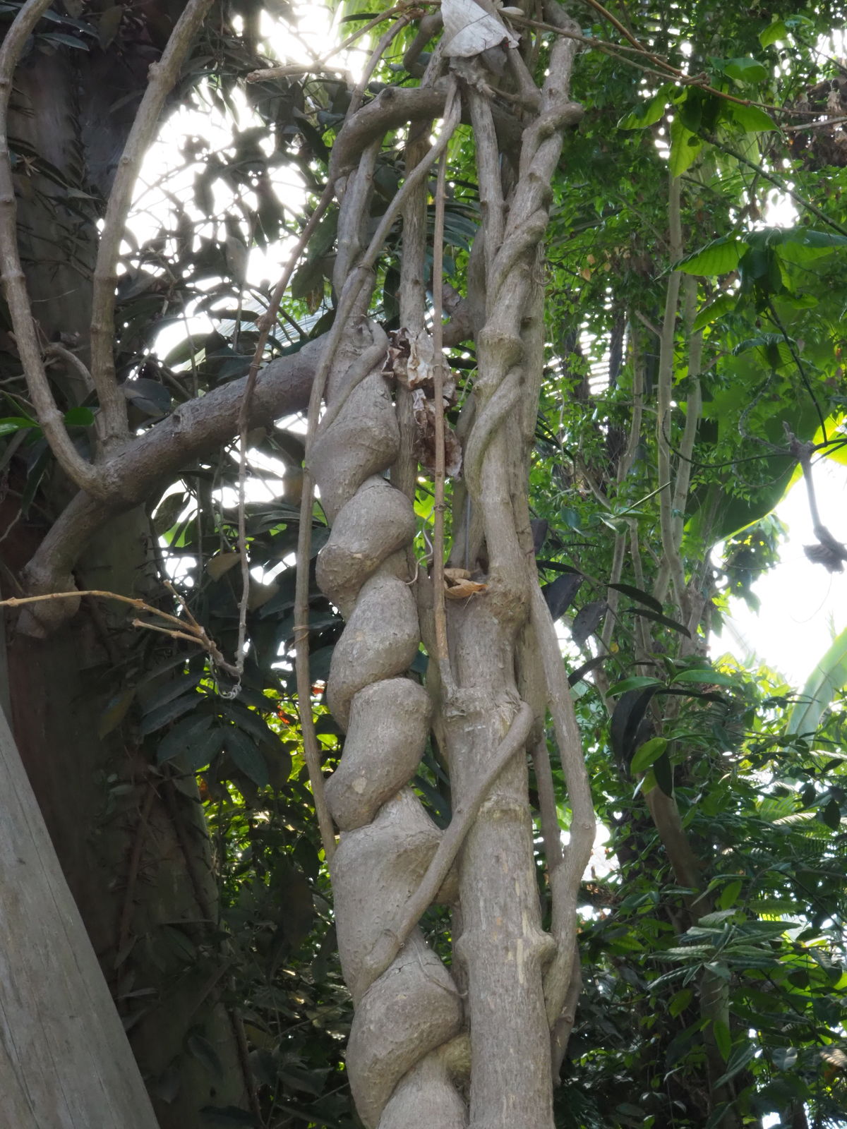 As a climbing plant, purple wreath uses other trees or the Tropical House tower for support, enabling it to quickly reach the light.
