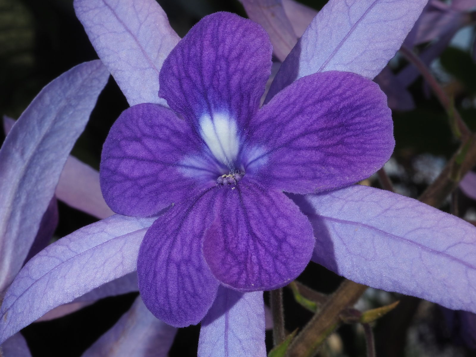 The petals are dark purple and surrounded by lighter-coloured sepals. The sepals act like small propellers and help disperse the seeds.