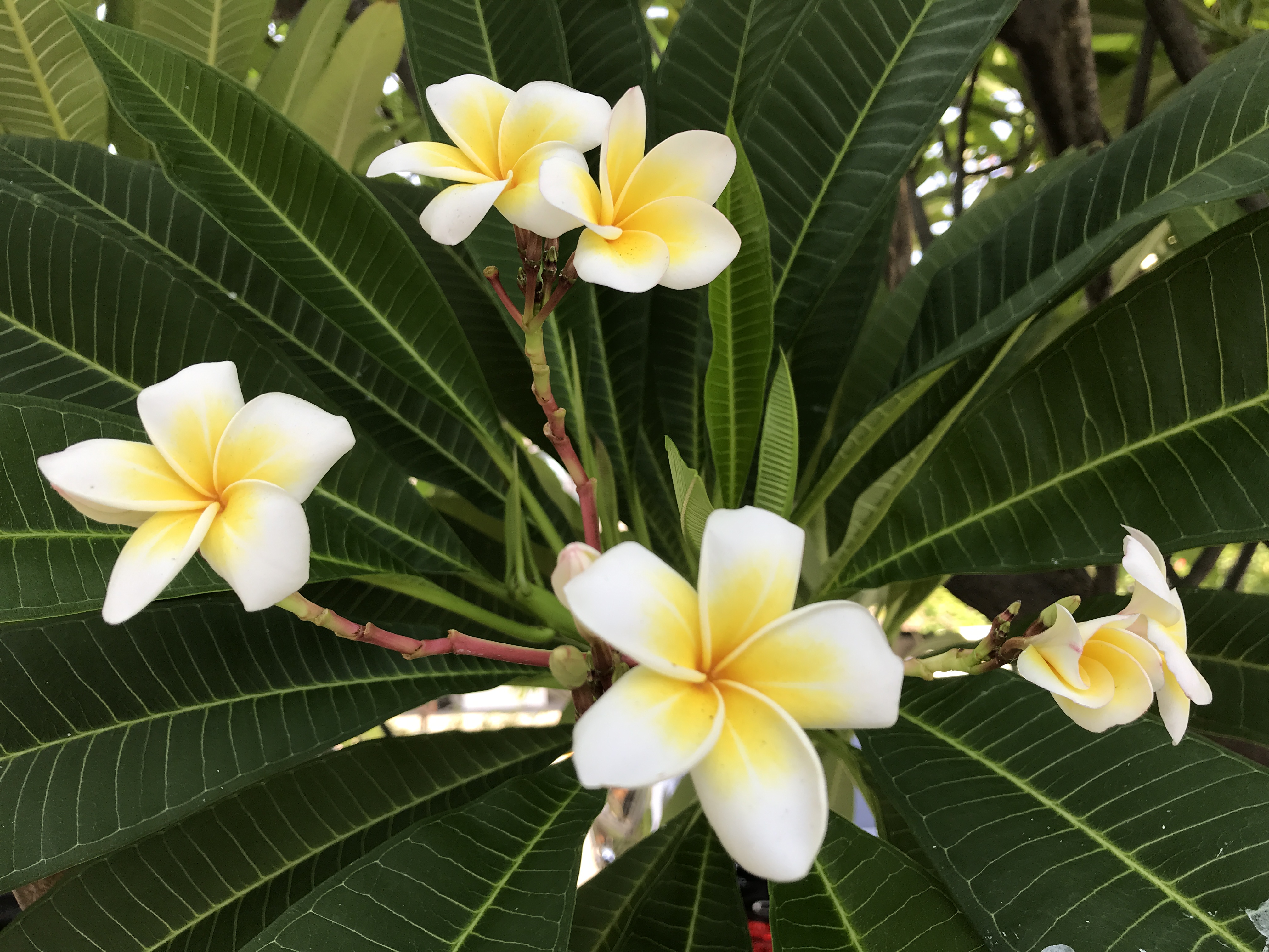 Blomstrende plumeria