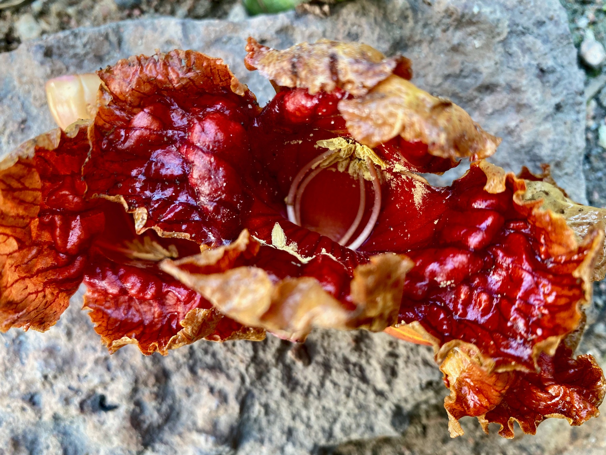 Pølsetræets blomst