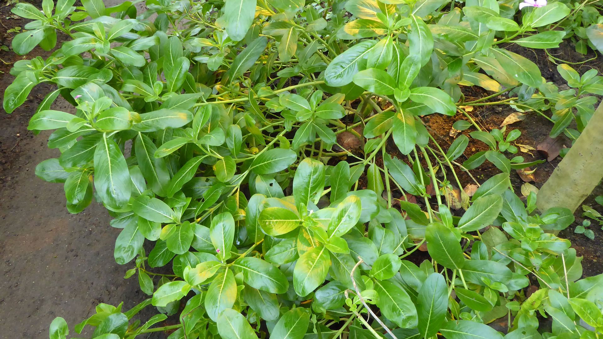 Purpurøje (Catharanthus roseus) i Tropehuset i Aarhus