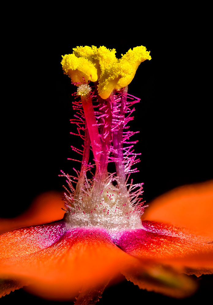 Close-up of Scarlet pimpernel (Lysimachia arvensis)