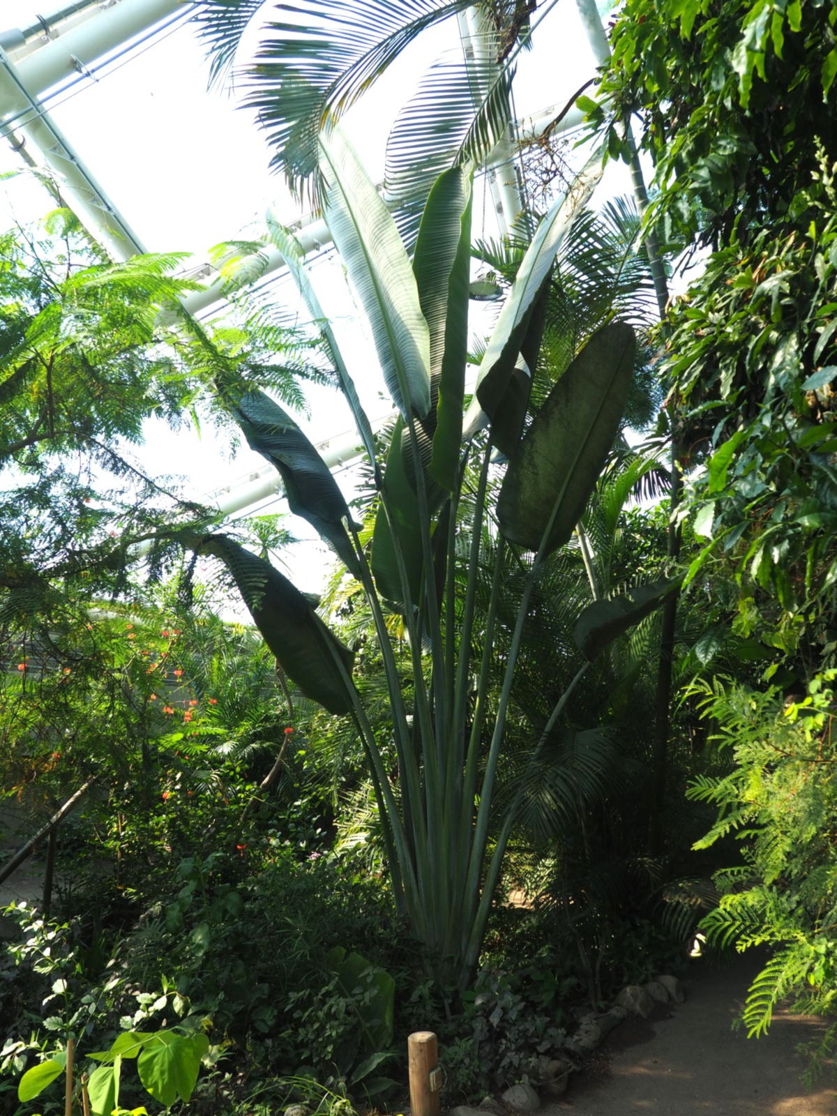 De rejsendes træ (Ravenala madagascariensis)