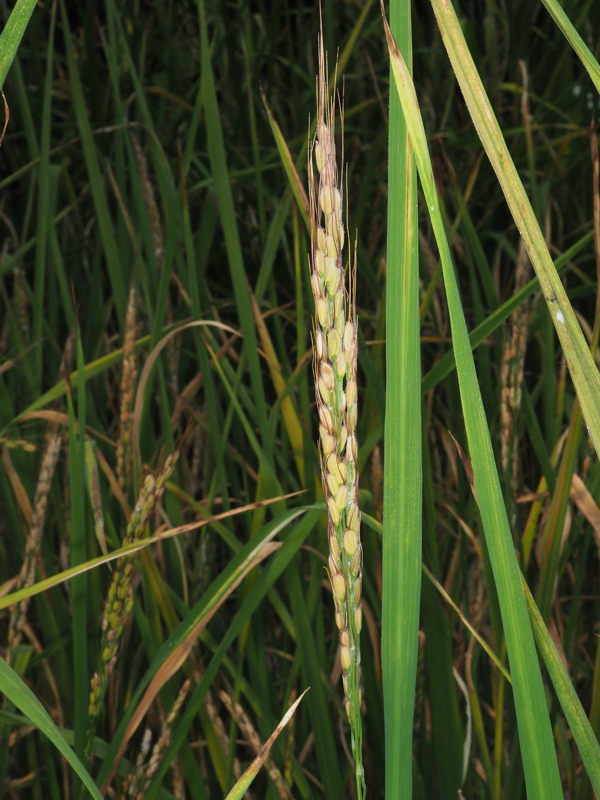 Frugtstand af ris (aks)