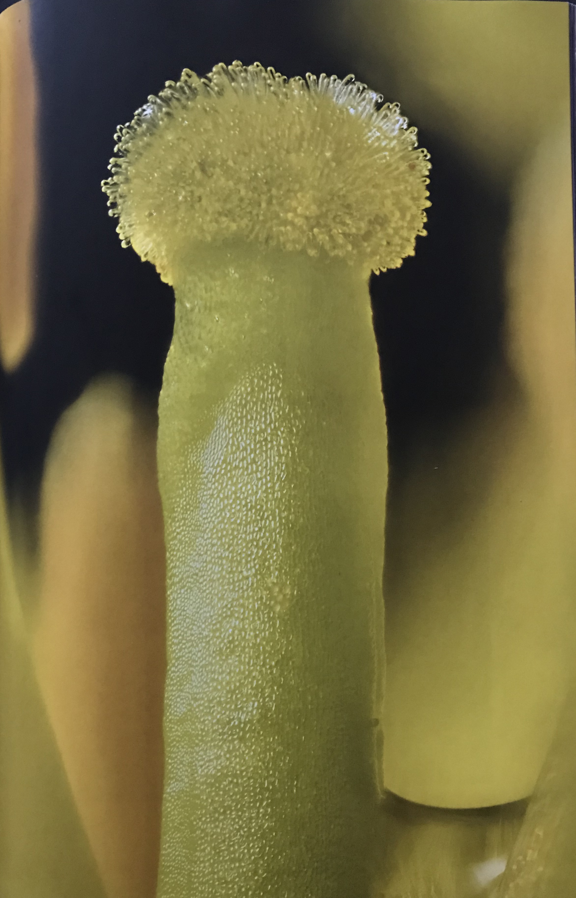 Creeping yellowcress (Rorippa sylvestris) - Extreme close‑up of a style with a stigma on top. 