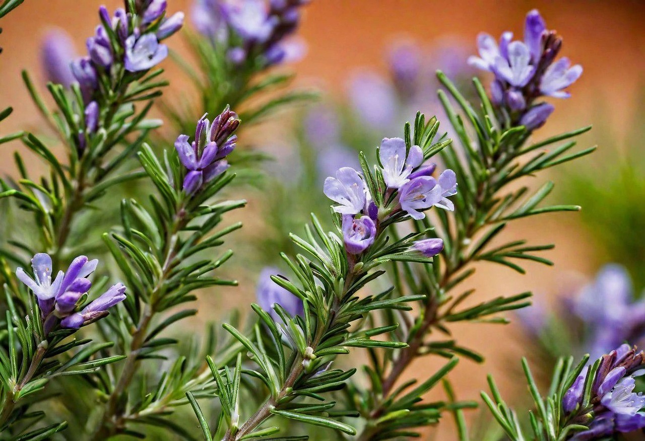 Rosemary has small purple flowers and narrow, needle-like leaves.