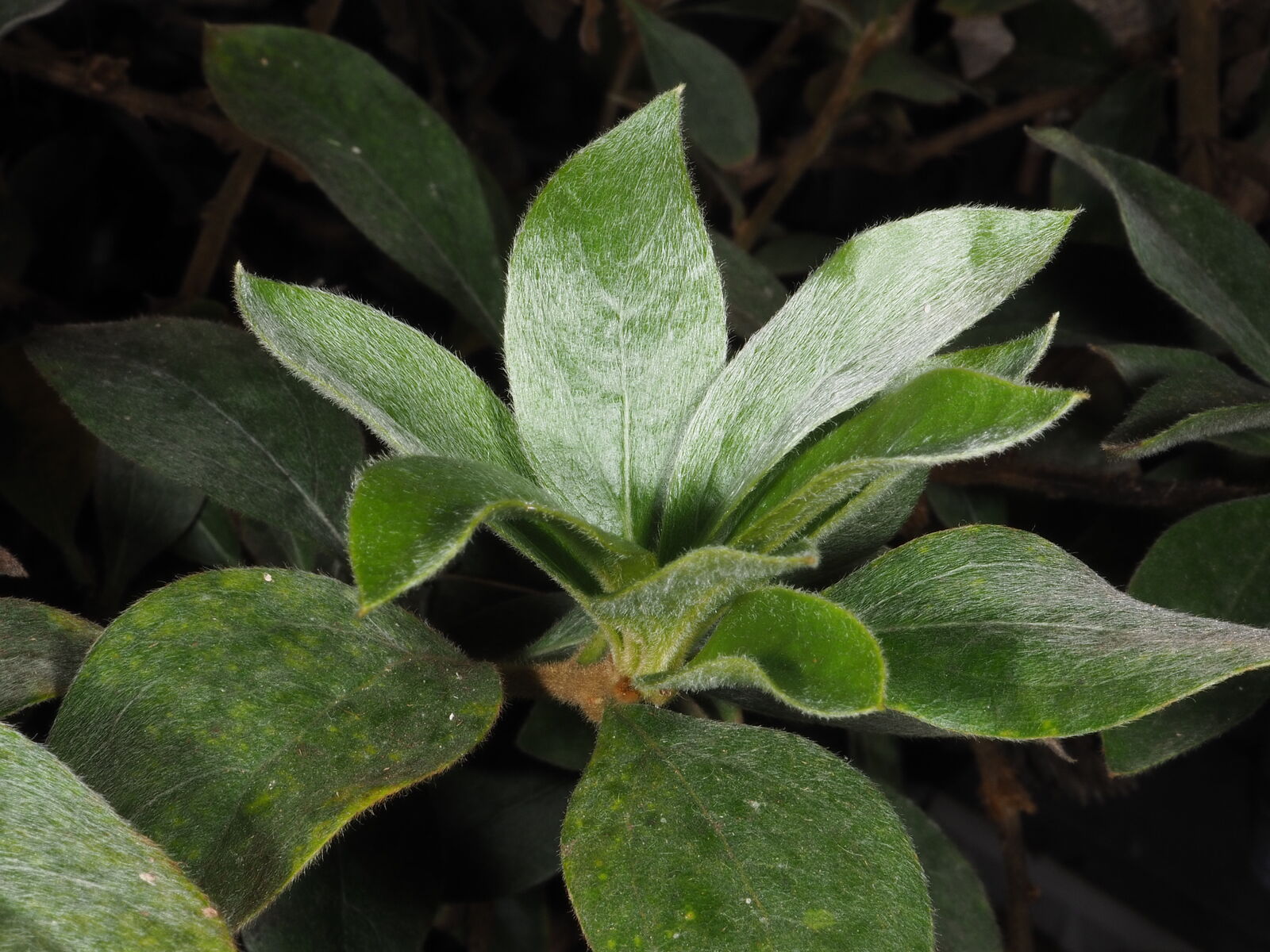 Sølv-busktidsel er dækket af fine sølvfarvede hår