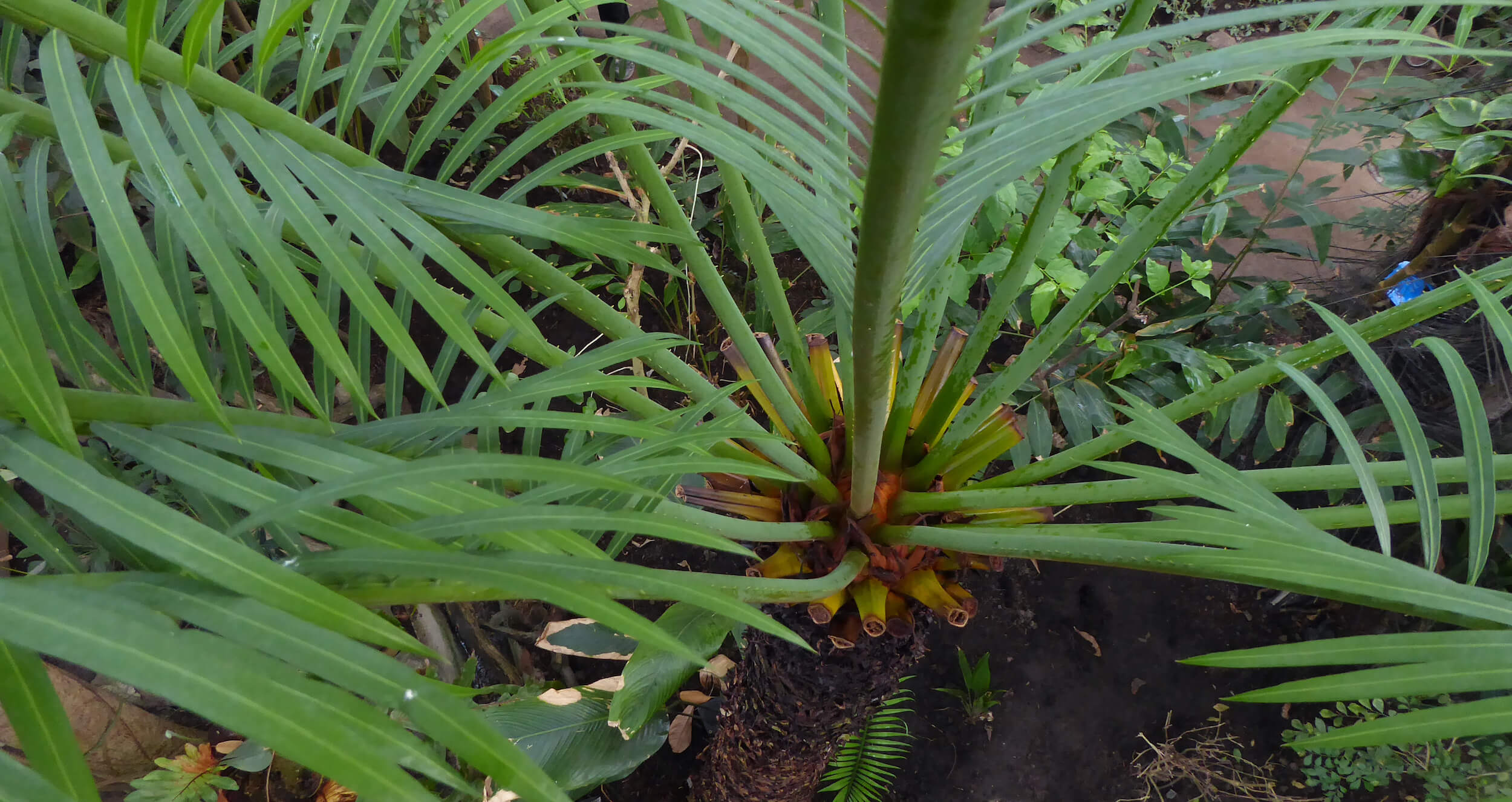 Sago-koglepalmens krone set ovenfra (Cycas circinalis) 