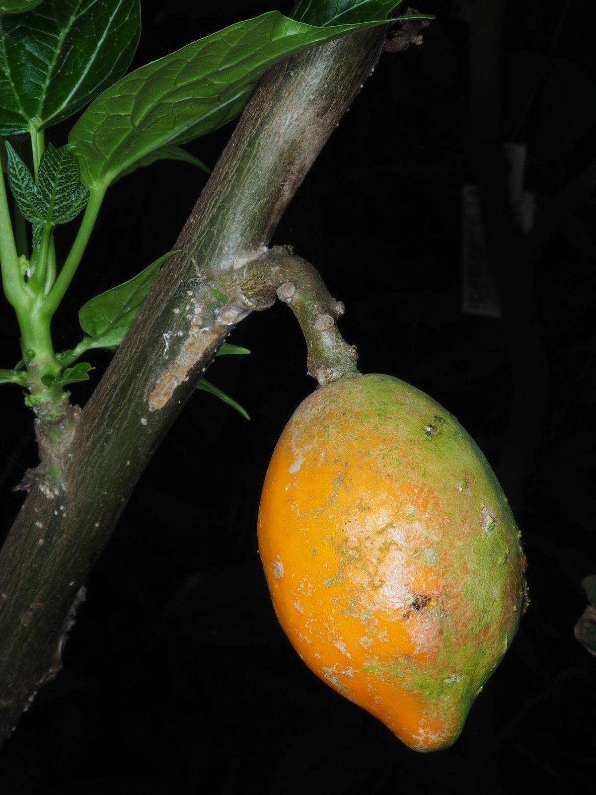 The fruit of the forest papaya resembles that of the common papaya, but is much smaller.