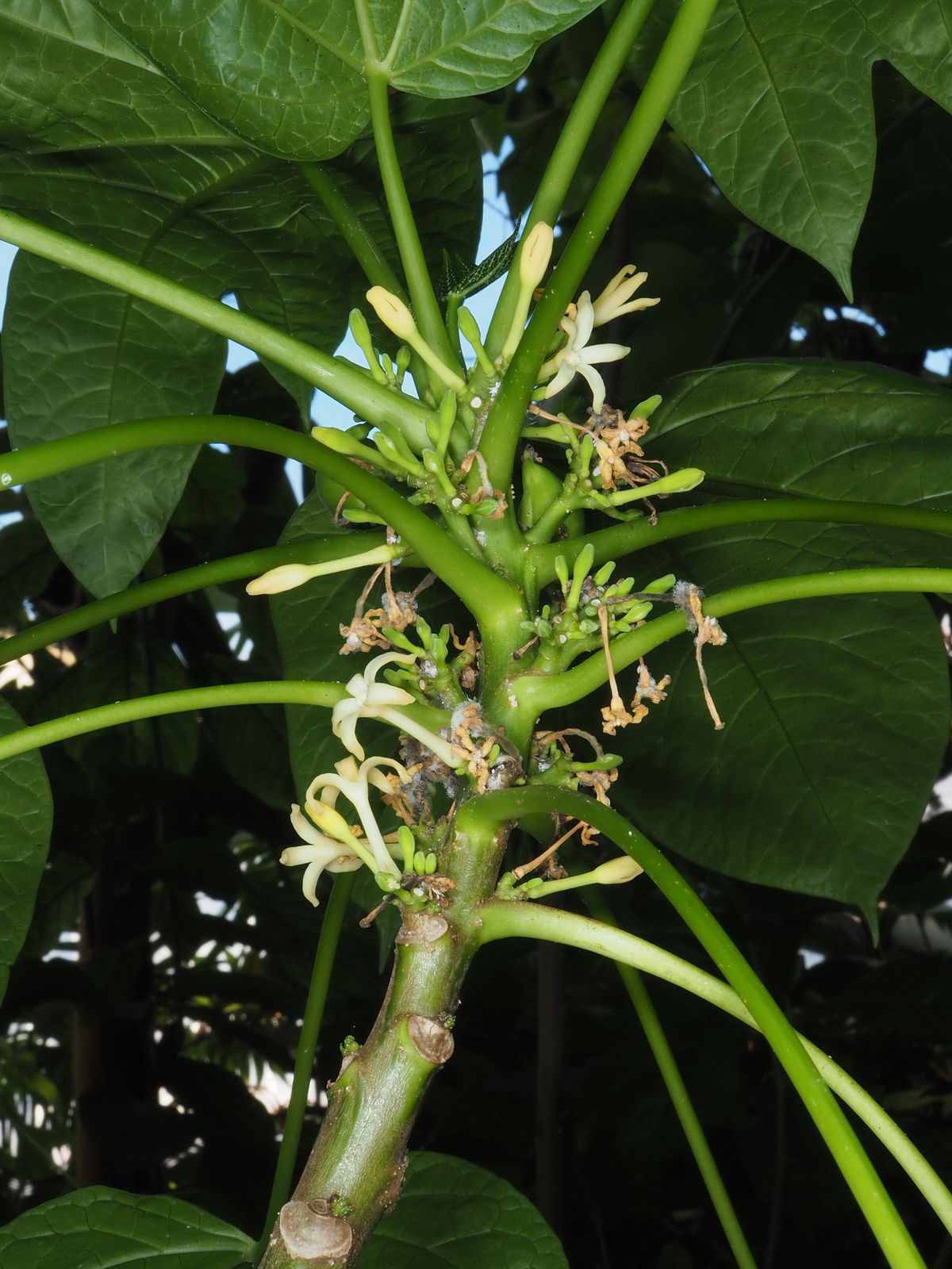 Forest papaya can be seen flowering almost year-round in the Tropical House of the Greenhouses.