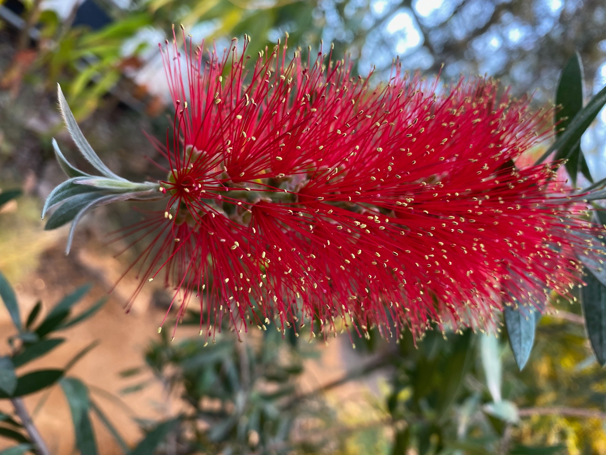 De mange lange røde støvdragere får blomsterstanden til at minde om en flaskeranser