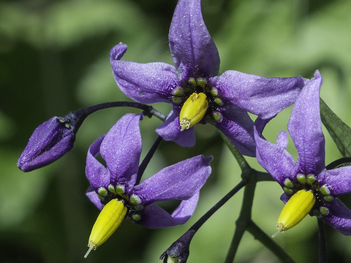 Bittersød natskygge (Solanum dulcamara)
