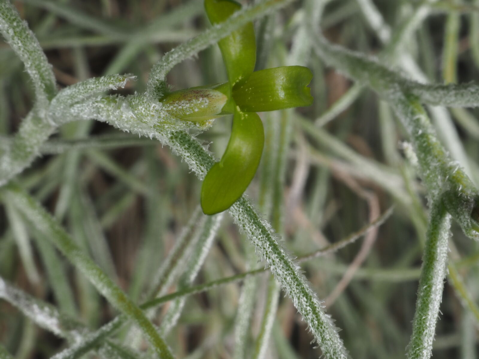 Man skal se godt efter for at få øje på de små lysegrønne blomster