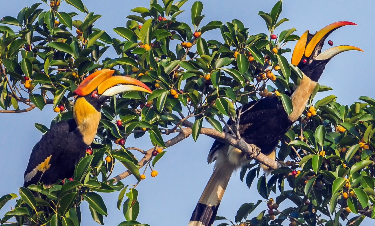 Birds eat the fruits of the weeping fig and later disperse its seeds in their droppings.