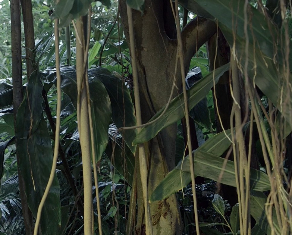 The weeping fig develops numerous aerial roots that can both strangle its host tree and support its branches, enabling a single tree to cover a large area.