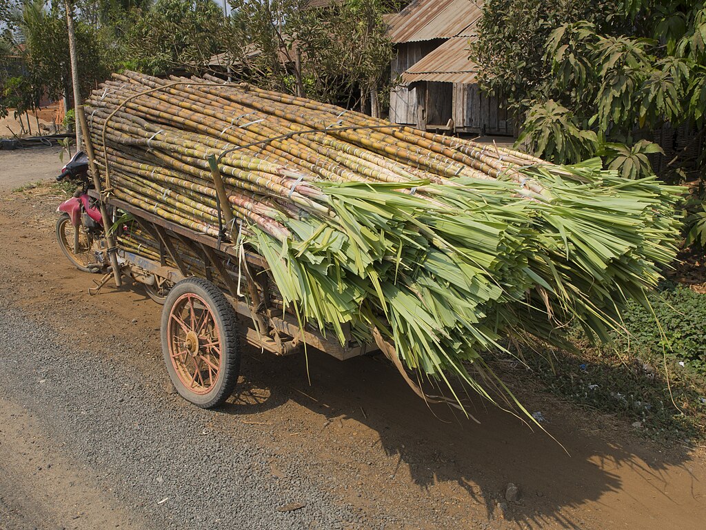 Lokal transport af cukkerrør