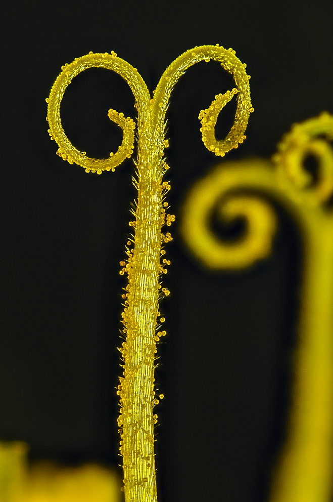 Almindelig mælkebøtte (Taraxacum officinale). Frøstand med frø.. Støvfang fra én af de hundreder af enkeltblomster der findes i midten af mælkebøtten.