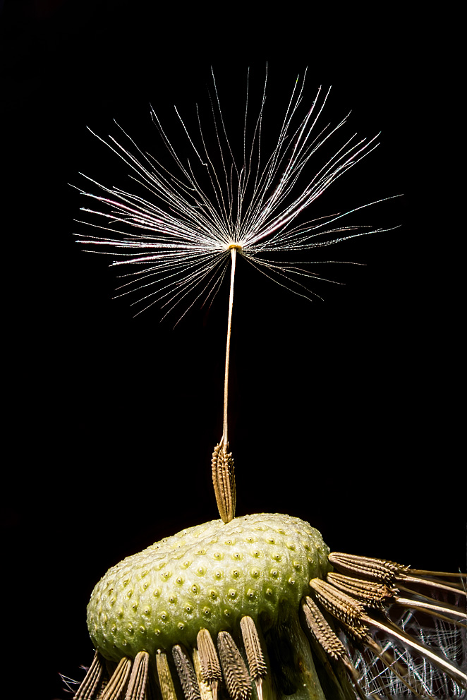 Almindelig mælkebøtte (Taraxacum officinale). Frugtstand med modne frugter, "frø".