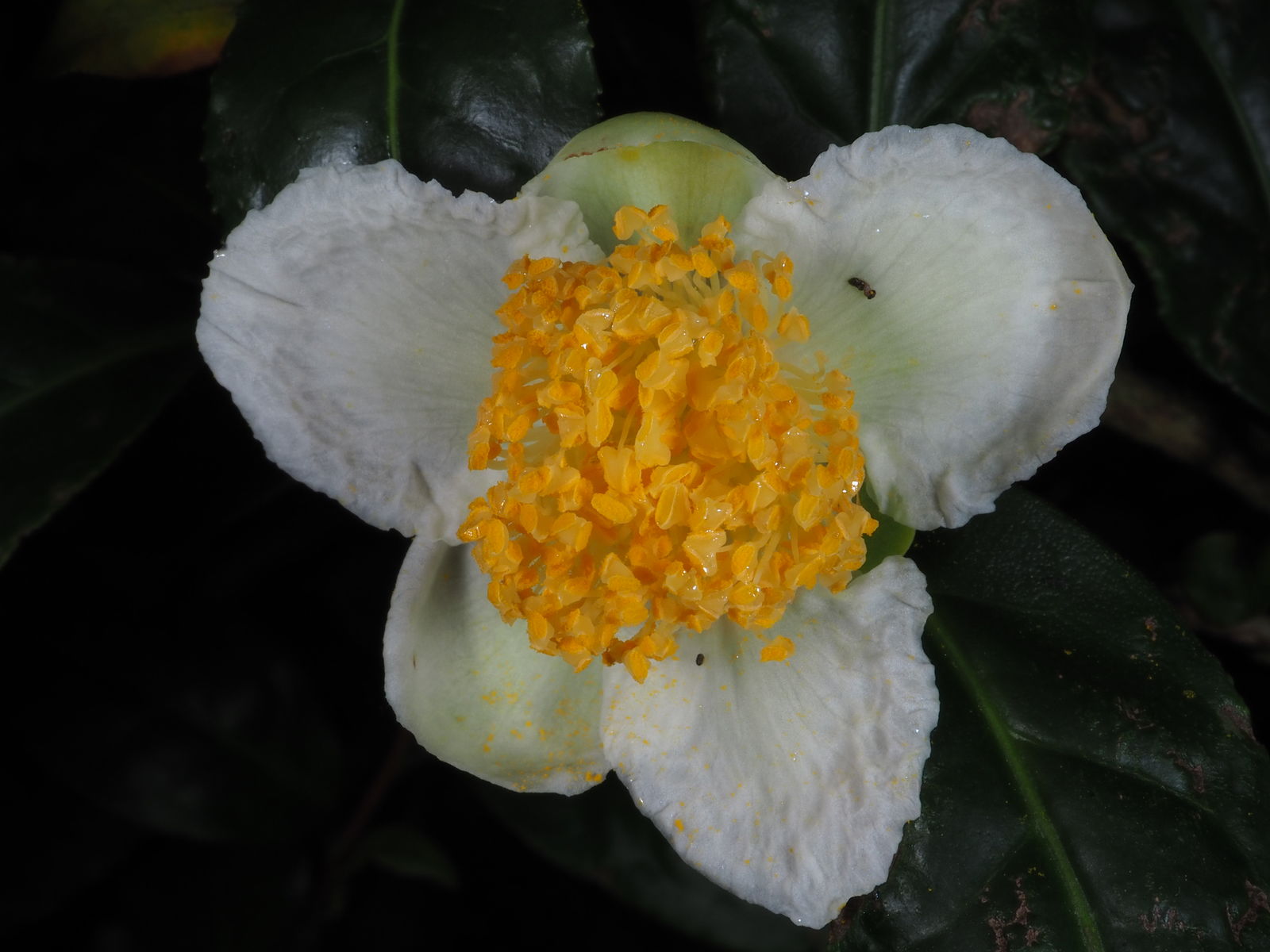 Tebuskens blomster er smukke, men indgår normalt ikke i fremstillingen af te.