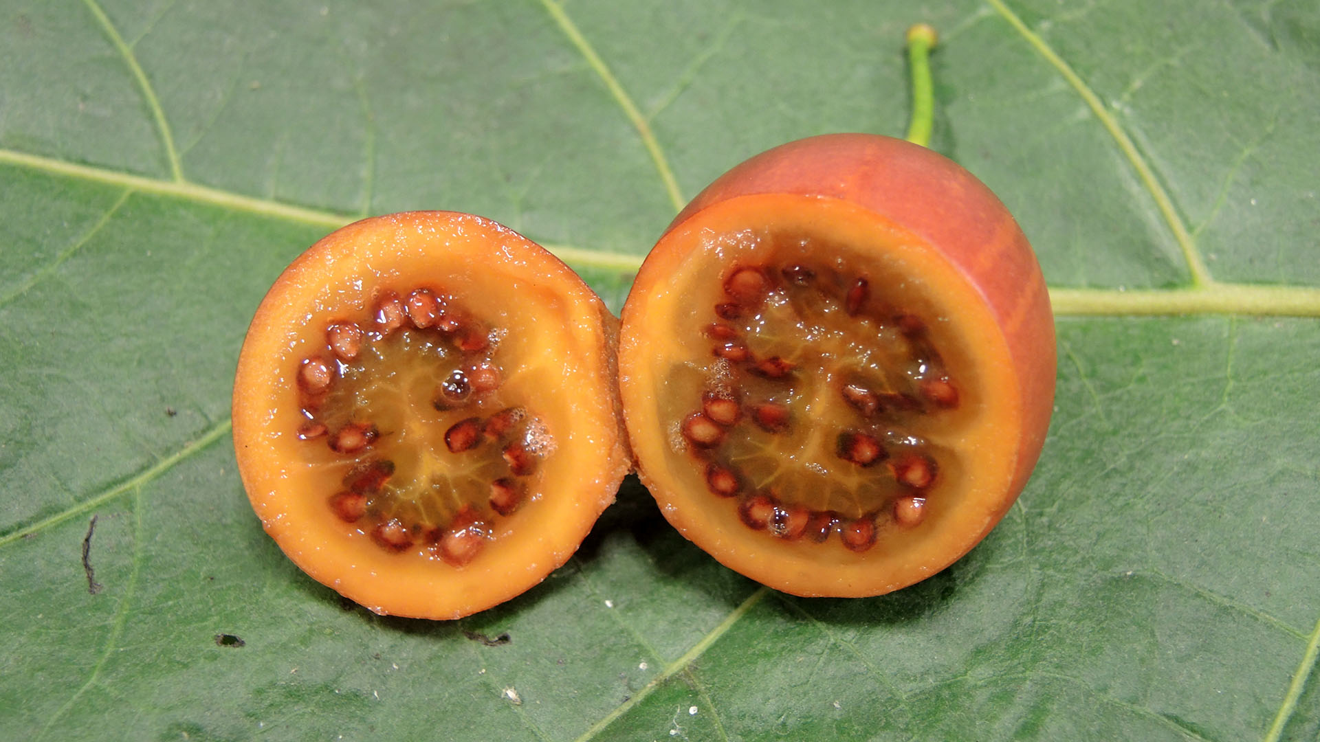 Overskåret trætomat; ligheden med almindelig tomat er tydelig