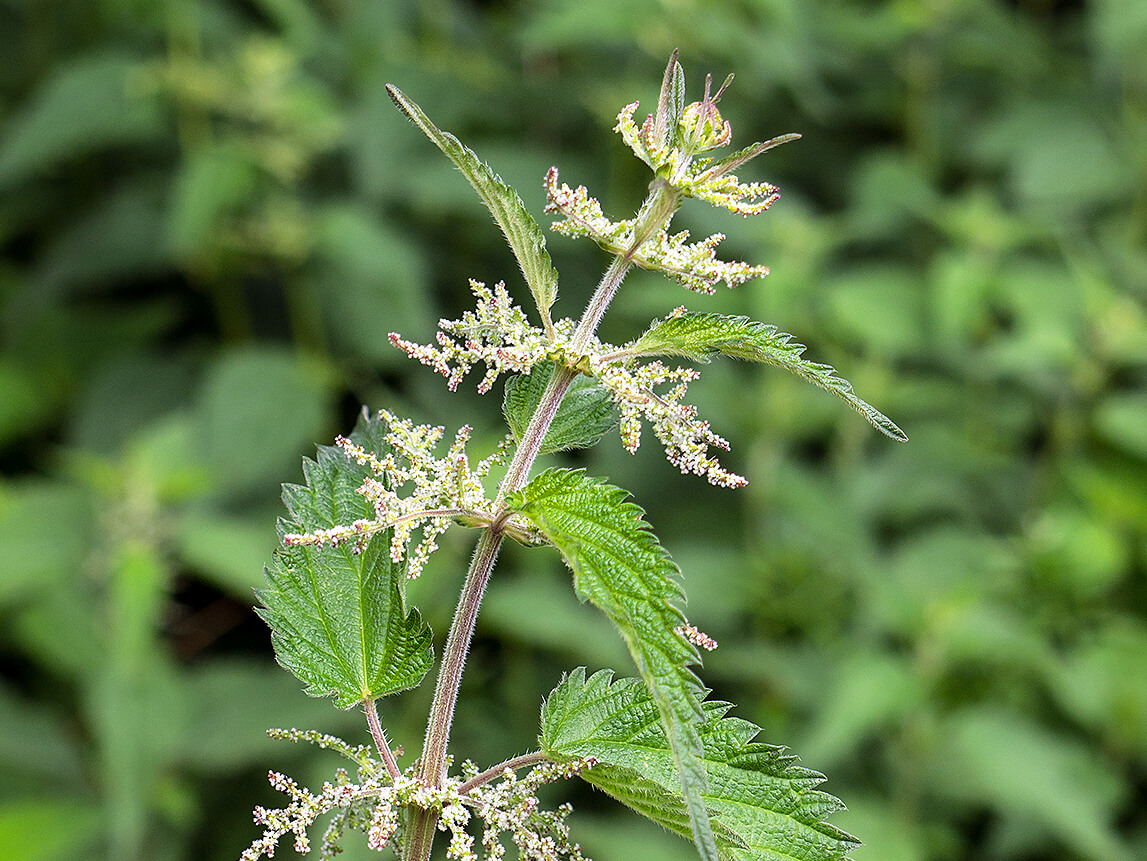 Common nettle (Urtica dioica) – Inflorescence