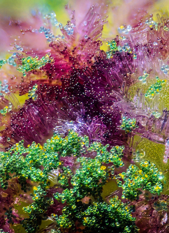 Korn-valmue (Papver rhoeas). Ultra-nærbillede af de aflange, lilla celler i støfanget, som er fyldt med blå, gule og grønne pollenkorn, slæbt til af bierne. Fopto: Jens H. Petersen