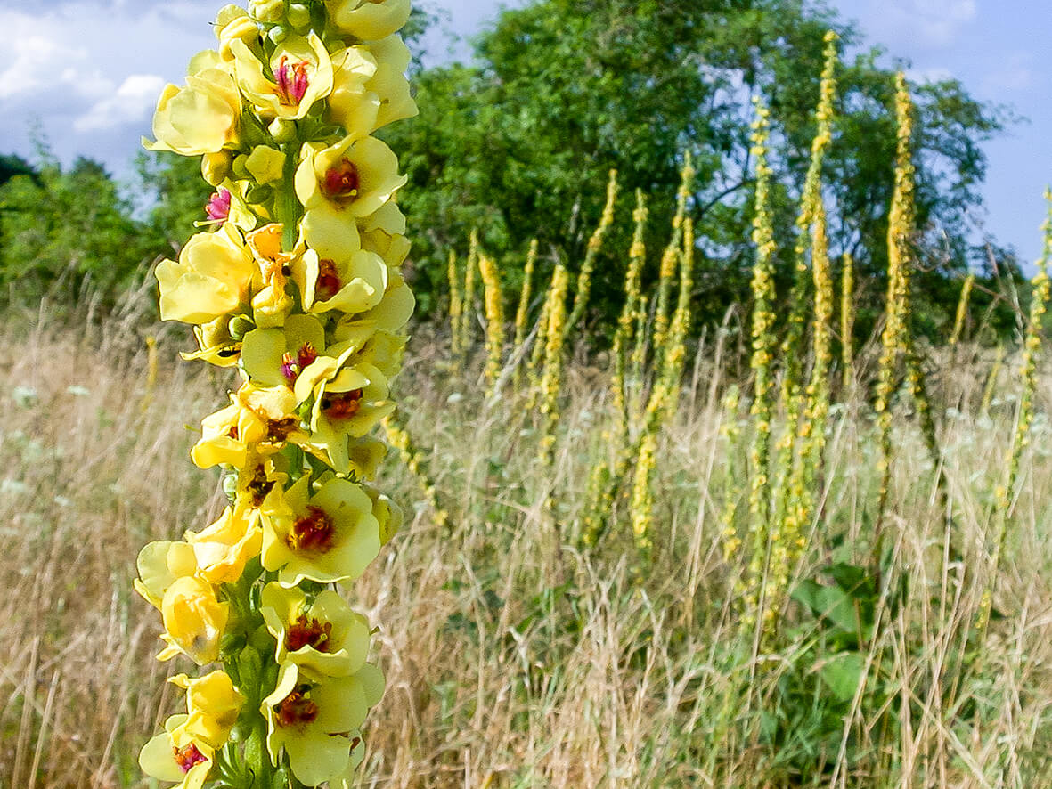 Mørk kongelys (Verbascum nigrum)