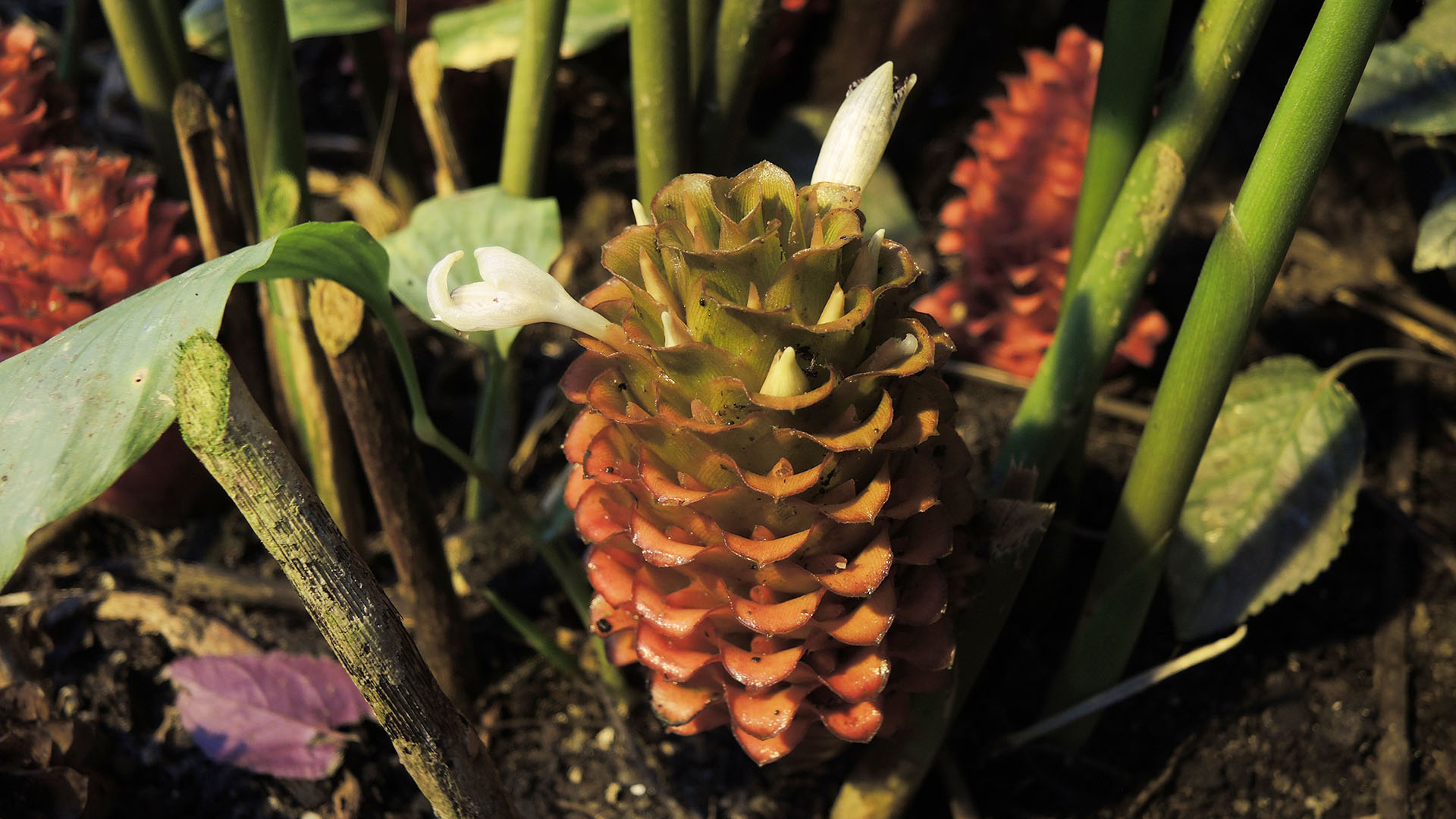 Blomsterstand på lakrids-ingefær (Zingiber wrayi)