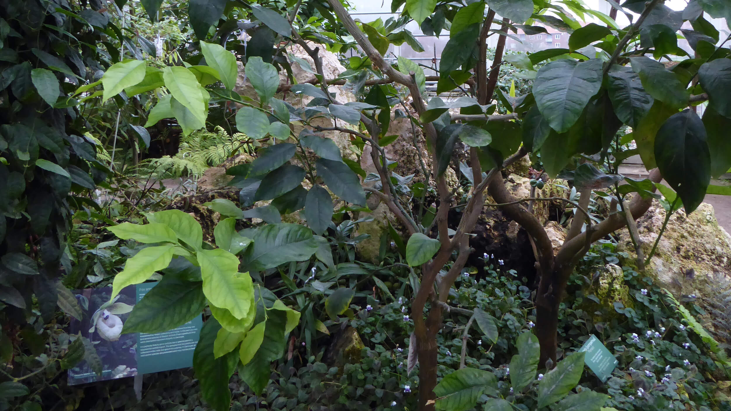 Citrontræ i Væksthusene 