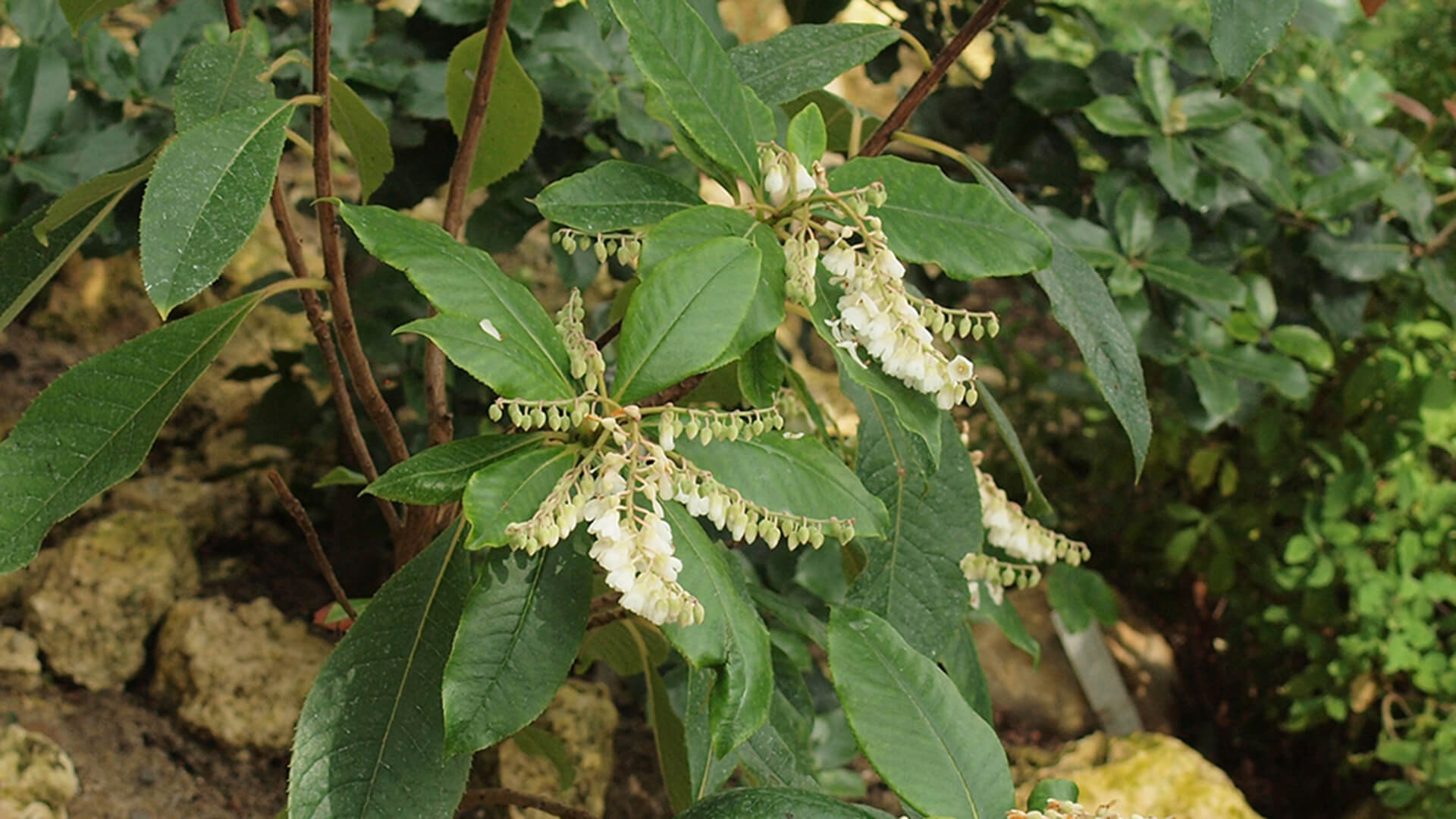 Liljekonvalbusk med blomst