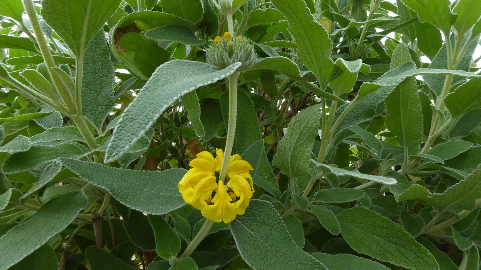 Planten med sin gule blomst